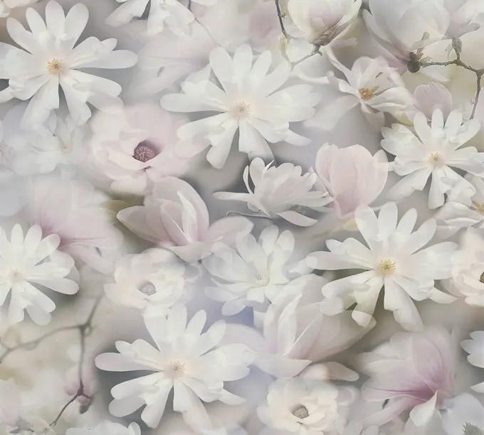 as creation, pintwalls, 387223