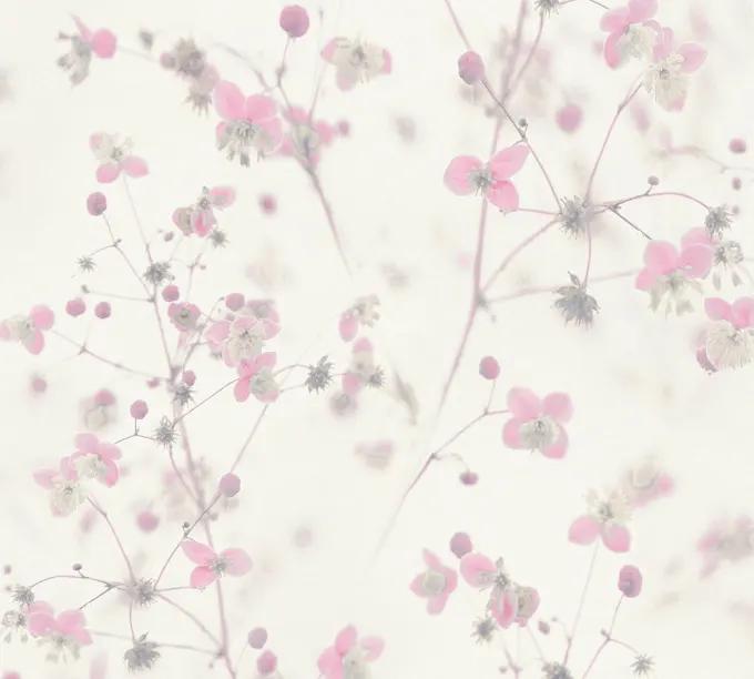 as creation, pintwalls, 387264